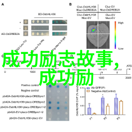 逆袭从一名小镇学生到成功企业家的励志故事