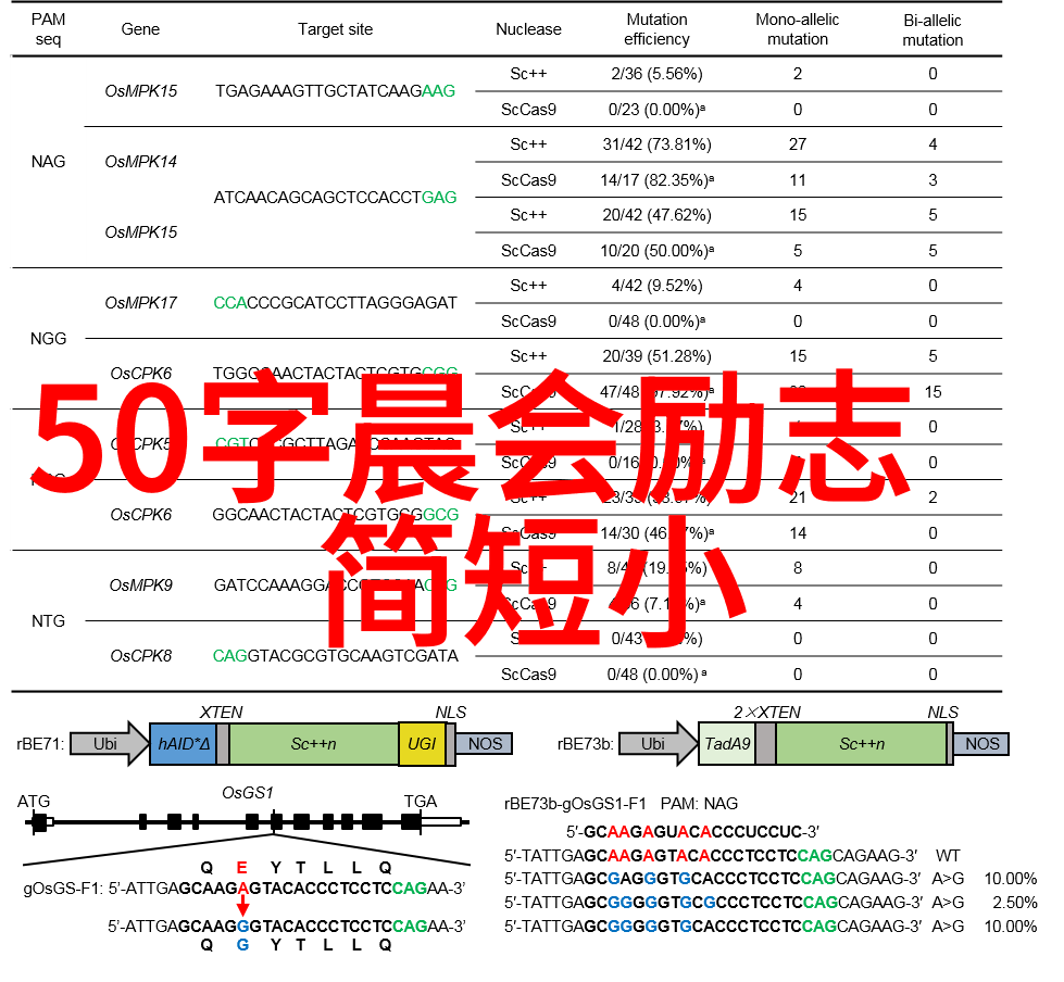 文字的魔法张爱玲的智慧与情感