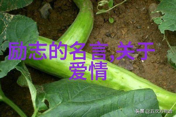 占有欲与耳东兔子-耳东兔子的占有欲揭秘它们如何掌控森林的食物链