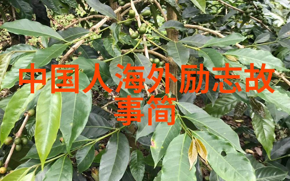 逆袭梦想者90后创业英雄的正能量故事