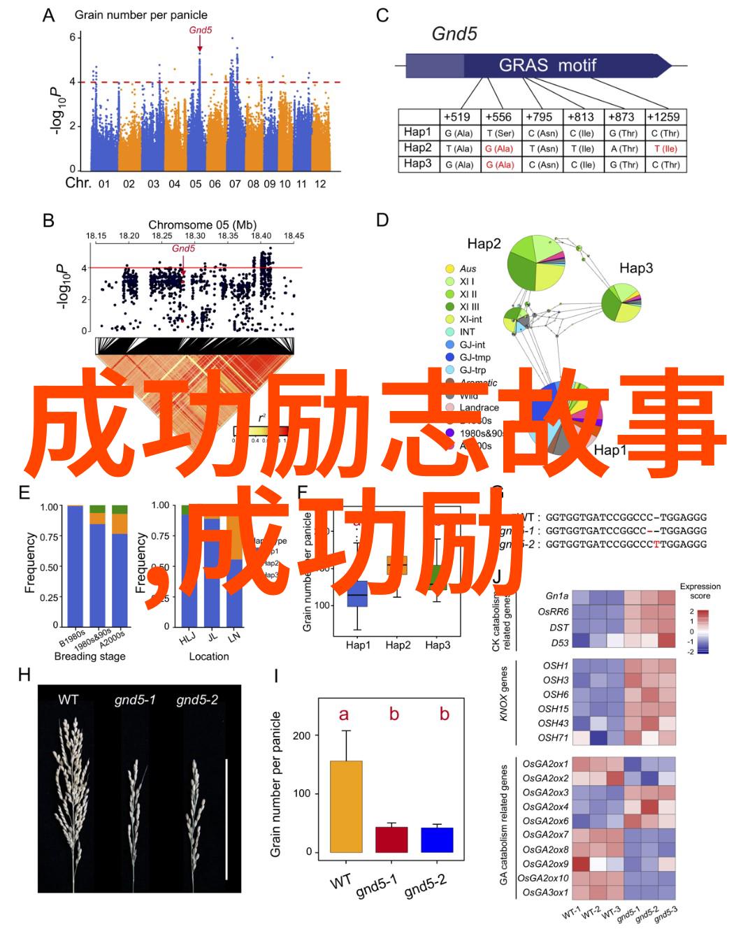 橘梨纱star 424探索时尚界的璀璨之星