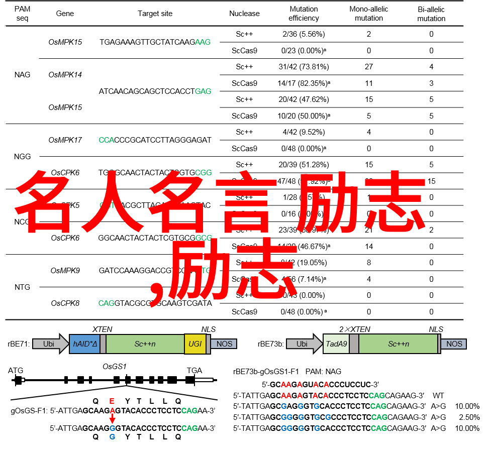 伟人不负青春励志的故事-追梦者青春与激情的不懈追求